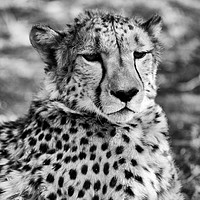 Buy canvas prints of Cheetah sitting by Angus McComiskey
