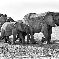 Buy canvas prints of Desert adapted elephants on the move by Angus McComiskey