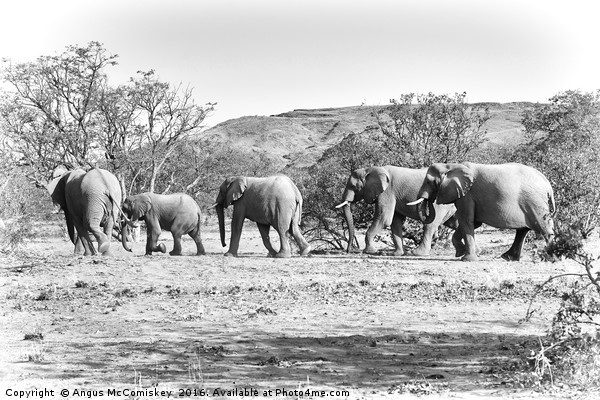 Desert elephants  Picture Board by Angus McComiskey