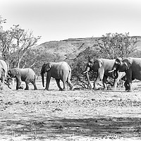 Buy canvas prints of Desert elephants  by Angus McComiskey