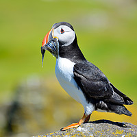 Buy canvas prints of Puffin with sand eels by Angus McComiskey
