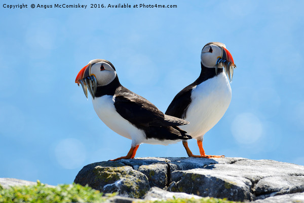Isle of May Puffins Picture Board by Angus McComiskey