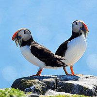 Buy canvas prints of Isle of May Puffins by Angus McComiskey