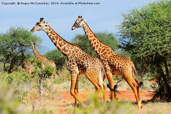 Giraffes browsing acacia trees Picture Board by Angus McComiskey