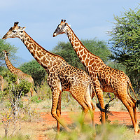 Buy canvas prints of Giraffes browsing acacia trees by Angus McComiskey