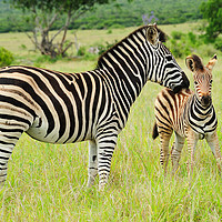 Buy canvas prints of Female zebra with foal by Angus McComiskey