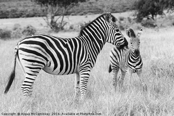 Female zebra with foal mono Picture Board by Angus McComiskey