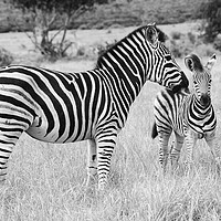 Buy canvas prints of Female zebra with foal mono by Angus McComiskey