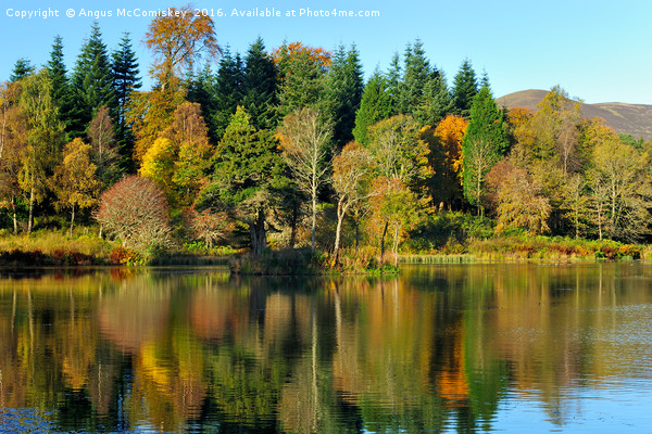 Autumn colours Penicuik Pond  Picture Board by Angus McComiskey
