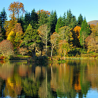 Buy canvas prints of Autumn colours Penicuik Pond  by Angus McComiskey