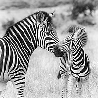 Buy canvas prints of Female zebra with foal by Angus McComiskey