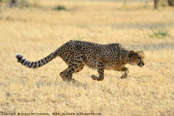 Cheetah springs into action Picture Board by Angus McComiskey