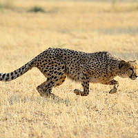 Buy canvas prints of Cheetah springs into action by Angus McComiskey