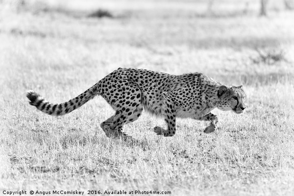 Cheetah springs into action mono Picture Board by Angus McComiskey