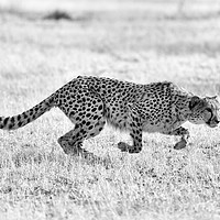 Buy canvas prints of Cheetah springs into action mono by Angus McComiskey