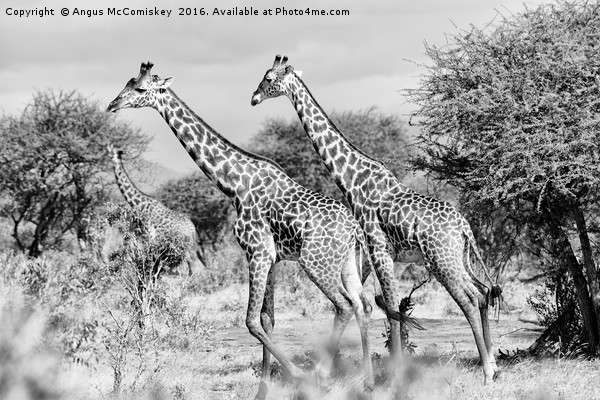Giraffes browsing acacia trees mono Picture Board by Angus McComiskey