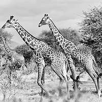 Buy canvas prints of Giraffes browsing acacia trees mono by Angus McComiskey