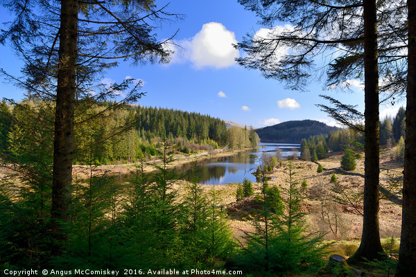 Achray Forest Drive Trossachs Picture Board by Angus McComiskey