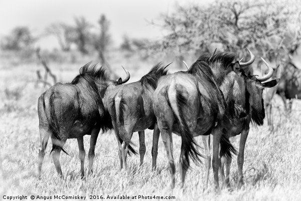 Retreating wildebeest Picture Board by Angus McComiskey