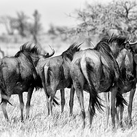 Buy canvas prints of Retreating wildebeest by Angus McComiskey