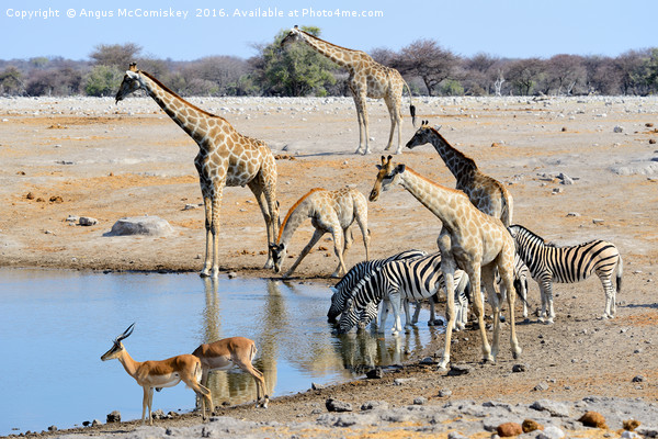 Early morning rush hour at the waterhole Picture Board by Angus McComiskey