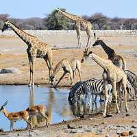 Buy canvas prints of Early morning rush hour at the waterhole by Angus McComiskey