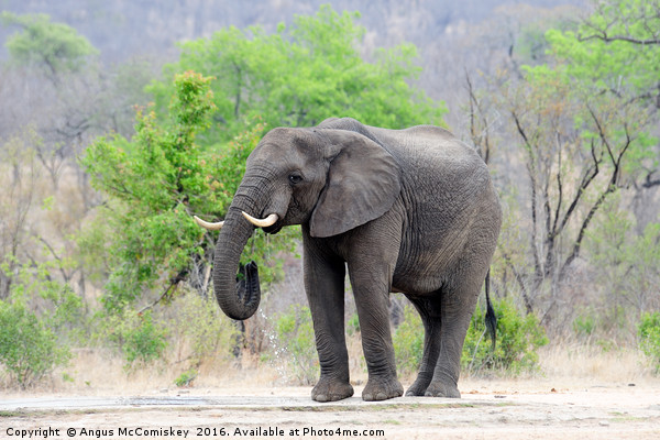 Lone bull elephant drinking at waterhole Picture Board by Angus McComiskey