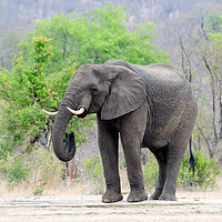 Buy canvas prints of Lone bull elephant drinking at waterhole by Angus McComiskey