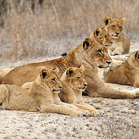 Buy canvas prints of Lioness with cubs by Angus McComiskey