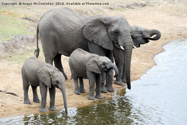 Elephants drinking at waterhole Picture Board by Angus McComiskey