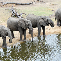 Buy canvas prints of Group of elephants drinking at waterhole by Angus McComiskey