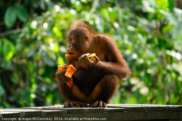 Young male orangutan eating fruit Picture Board by Angus McComiskey