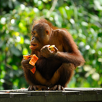 Buy canvas prints of Young male orangutan eating fruit by Angus McComiskey