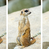 Buy canvas prints of Meerkat triptych by Angus McComiskey