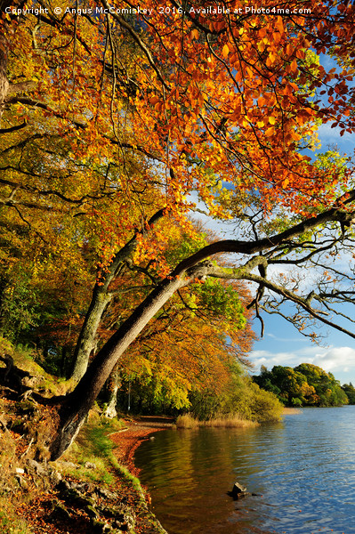 Autumn colours by Lake of Menteith Picture Board by Angus McComiskey