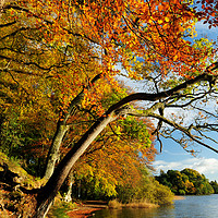 Buy canvas prints of Autumn colours by Lake of Menteith by Angus McComiskey
