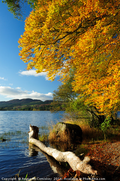 Lake of Menteith  autumn colours Picture Board by Angus McComiskey