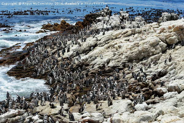 Jackass penguin colony Picture Board by Angus McComiskey