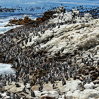 Buy canvas prints of Jackass penguin colony by Angus McComiskey