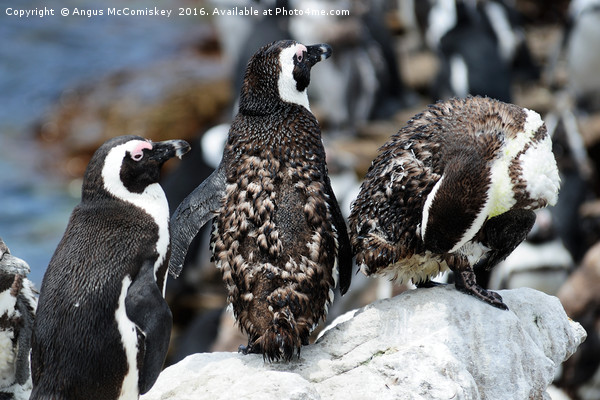 Juvenile jackass penguins with moulting feathers Picture Board by Angus McComiskey