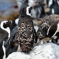 Buy canvas prints of Juvenile jackass penguins with moulting feathers by Angus McComiskey