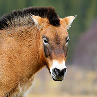 Buy canvas prints of Portrait of a Przewalski's Horse by Angus McComiskey