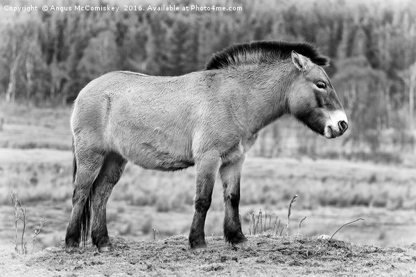 Przewalski's Horse mono Picture Board by Angus McComiskey