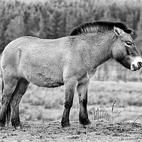 Buy canvas prints of Przewalski's Horse mono by Angus McComiskey