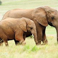 Buy canvas prints of Female elephant with calf by Angus McComiskey