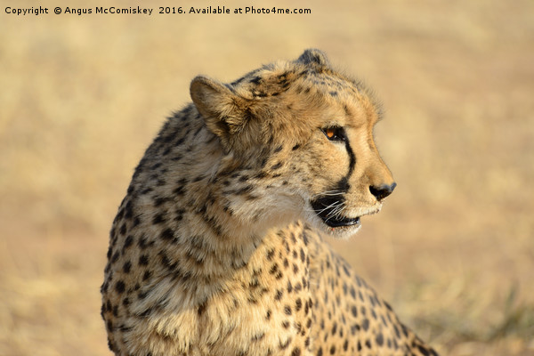 Portrait of a Cheetah Picture Board by Angus McComiskey