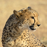 Buy canvas prints of Portrait of a Cheetah by Angus McComiskey