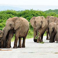 Buy canvas prints of Traffic jam at Addo Elephant Park by Angus McComiskey