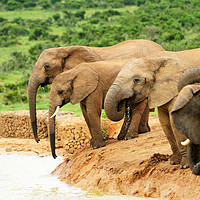 Buy canvas prints of Elephants drinking at waterhole by Angus McComiskey