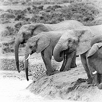 Buy canvas prints of Elephants drinking at waterhole mono by Angus McComiskey
